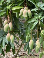 Best Selling Premium Fresh Mango Green & Yellow Mango Natural Taste High Quality Vietnam Fresh Fruit For Export In Vietnam - Image 5