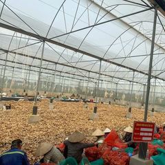 New 2023 Crop Vietnam Fresh Ginger Vietnam Spices Old Ginger Exporter Ready For Delivery OEM - Image 3