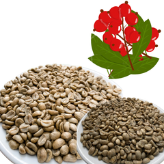 ARABICA YELLOW BOURBON GREEN BEANS HONEY Low Price Vietnamese Wholesale Arabica Green Coffee Beans with 98% Maturity – product photo 1, product detail gallery