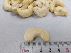 Lowest Price Big Size Raw High Quality Cashew Nuts W320 Dried Delicious Crunchy Organic Kernel – product photo 2, product detail gallery