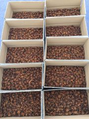 Best Price Dried Broken Star Anise Low Price Hot Style Packing Food Ingredients Vietnam Star Anise - Image 6