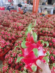 Vietnam Fresh Dragon Fruit/ Wholesale Pitaya Fruit Vietnam/Very Cheap Price Red Dragon Fruit WhatsApp +84 96 871 5470 – product photo 2, product detail gallery