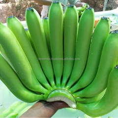 Get Your Fresh Bananas Exported: Find the Best Fruit & Cavendish Banana Export Services Today - Image 4
