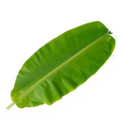 ORGANIC VIETNAMESE BANANA LEAVES - TOP-GRADE EXPORT - Image 5