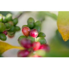 100% Natural Color Premium Coffee Supplier Green Coffee Beans Robusta Green Coffee From Vietnam - Image 5