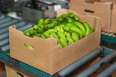 TOP-GRADE ORGANIC FRESH CAVENDISH BANANA FROM VIETNAM – product photo 2, product detail gallery