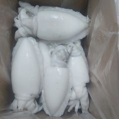 Top Quality Cuttlefish Whole Frozen, Frozen Cuttle Fish For Sales – product photo 2, product detail gallery