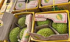 Wholesaler Cheap Fresh Durians Monthong Fresh Durian Flesh , Thai fruit Organic Packed In Box Vietnam Manufacturer, King Durian - Image 3