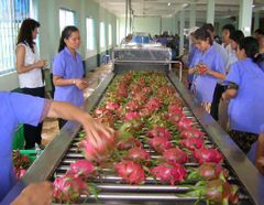Vietnam Fresh Dragon Fruit/ Wholesale Pitaya Fruit Vietnam/Very Cheap Price Red Dragon Fruit WhatsApp +84 96 871 5470 – product photo 6, product detail gallery