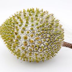 High-Quality Frozen Whole Durian Fruit From Vietnam With Competitive Price - Image 1