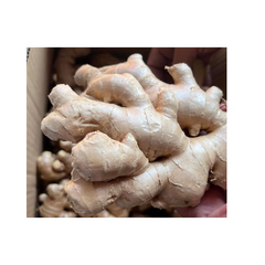 Ginger