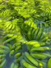 Fresh green cavendish banana from Vietnam at competitive price - Image 3