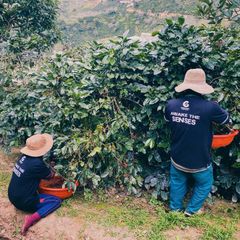 Unroasted Arabica Coffee Beans Wash Process Natural Flavor High Quality 18 Month Shelf Life from Di Linh Plateau of Vietnam – product photo 4, product detail gallery