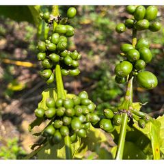 100% Natural Color Premium Coffee Supplier Green Coffee Beans Robusta Green Coffee From Vietnam - Image 1