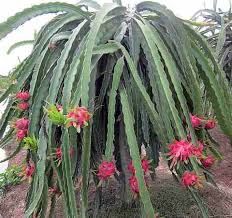 The Best Fresh Tropical Fruit Of Vietnam Organic Fruit Dry Fruit Frozen Dragon Fruit The Fruit For Heathy - Image 4