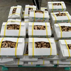 New 2023 Crop Vietnam Fresh Ginger Vietnam Spices Old Ginger Exporter Ready For Delivery OEM - Image 5
