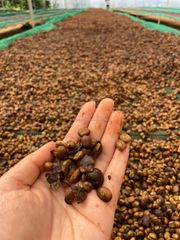 Unroasted Robusta Coffee Beans High Quality Screen 16 Honey Process Vietnamese Single Origin with Sample offering – product photo 5, product detail gallery