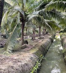 Tanom Coconut Jelly - Image 2