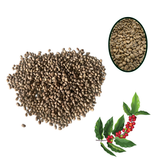 Green Arabica Coffee Beans Wash Process with 98% Maturity Hot Selling Cherries Made In Vietnam Low Price Organic – product photo 2, product detail gallery