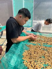 Robusta roasted Coffee Beans Small MOQ Customized Roast Semi-Wash Robusta Coffee Beans S16 Single Origin Vietnam Export Quality - Image 2