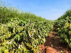 Green Arabica Coffee Beans Origin Cau Dat Farm Vietnamese Specialty Arabica Catimor Green Coffee Beans Dry Processing - Image 3