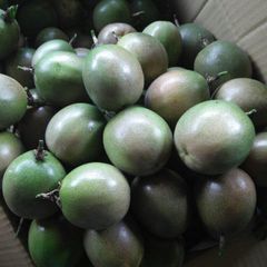 Passion Organic Frozen Golden Passion Fruit from Vietnam - Export wholesale High Quality (Certification: GAP, HACCP...) - Image 5