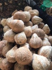Semi husked Coconut Fresh from Vietnam - 100% High Quality - Best Price for export – product photo 2, product detail gallery