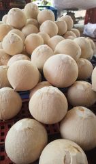 Young coconuts is tasty and slightly sweet, and you can enjoy it raw or dried to export - Image 3
