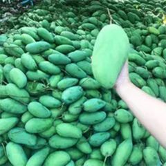 2023 Wholesale High Quality Fresh Yellow Cat Chu Mango From Vietnam With Best Price Ready To Ship – product photo 5, product detail gallery
