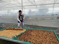 Robusta roasted Coffee Beans Small MOQ Customized Roast Semi-Wash Robusta Coffee Beans S16 Single Origin Vietnam Export Quality - Image 3