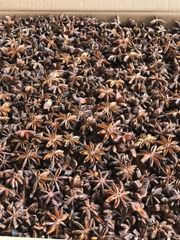 New Crop Whole Autumn Star Anise/ Whole Star Aniseed/ steam treatment Whole Illicium Verum - Image 6