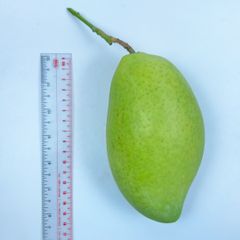2023 Wholesale High Quality Fresh Yellow Cat Chu Mango From Vietnam With Best Price Ready To Ship – product photo 2, product detail gallery