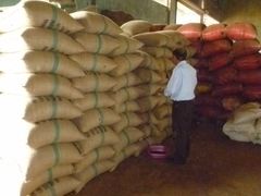 ROBUSTA GREEN COFFEE BEANS SCR#16, VIETNAM ORIGIN, HIGH QUALITY, REASONABLE PRICE (used to make hot beverage, etc.) - Image 3