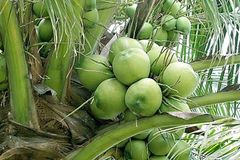 Young coconuts is tasty and slightly sweet, and you can enjoy it raw or dried to export - Image 6