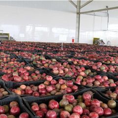 Frozen Golden Passion Fruit from Vietnam Passion Export wholesale High Quality (Certification: GAP, HACCP...) - 100% Organic - Image 3