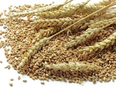 Wheat Grain - Image 2