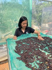 Green Arabica Coffee Beans Origin Cau Dat Farm Vietnamese Specialty Arabica Catimor Green Coffee Beans Dry Processing - Image 4