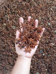New Crop Whole Autumn Star Anise/ Whole Star Aniseed/ steam treatment Whole Illicium Verum - Image 3