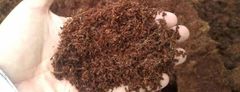 Premium High EC Coco Peat – Export Quality Coconut Coir Substrate from Sri Lanka - Image 2