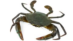 Raw Cocoa - Image 1