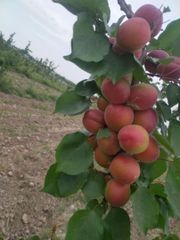 apricot Color red Packaging - Image 2