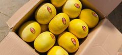 Premium A-Grade Melons – Fresh & Ready for Export Grade A - Image 3