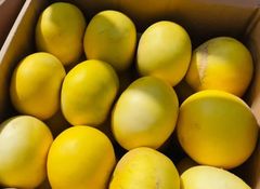 Premium A-Grade Melons – Fresh & Ready for Export Grade A - Image 1