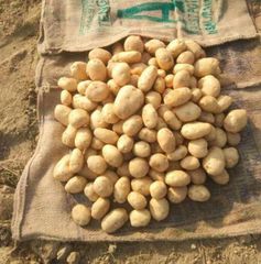 Fresh Mozika Potatoes – Premium Quality Export – product photo 2, product detail gallery