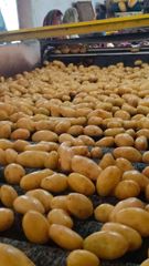 Fresh Mozika Potatoes – Premium Quality Export – product photo 1, product detail gallery