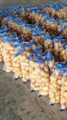 Fresh Mozika Potatoes – Premium Quality Export – product photo 3, product detail gallery