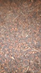 Dried Cloves AB6 - Image 2