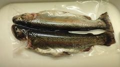 Trout Weight 2 To 2.5 Kg Form Fresh And Frozen Flavor Rich In Flavor Standard European Standards Sustainability Sustainably Sourced - Image 1