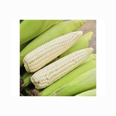 WHITE MAIZE / CORN WHITE MAIZE/CORN` Packaging Bulk Grade High Quality Brand Name DCR Harvest - Image 2