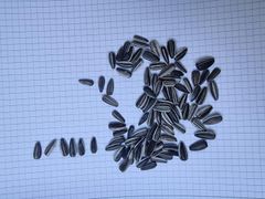 Sunflower seeds striped  – product photo 1, product detail gallery